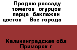 Продаю рассаду томатов, огурцов, перца, баклажан, цветов  - Все города  »    . Калининградская обл.,Приморск г.